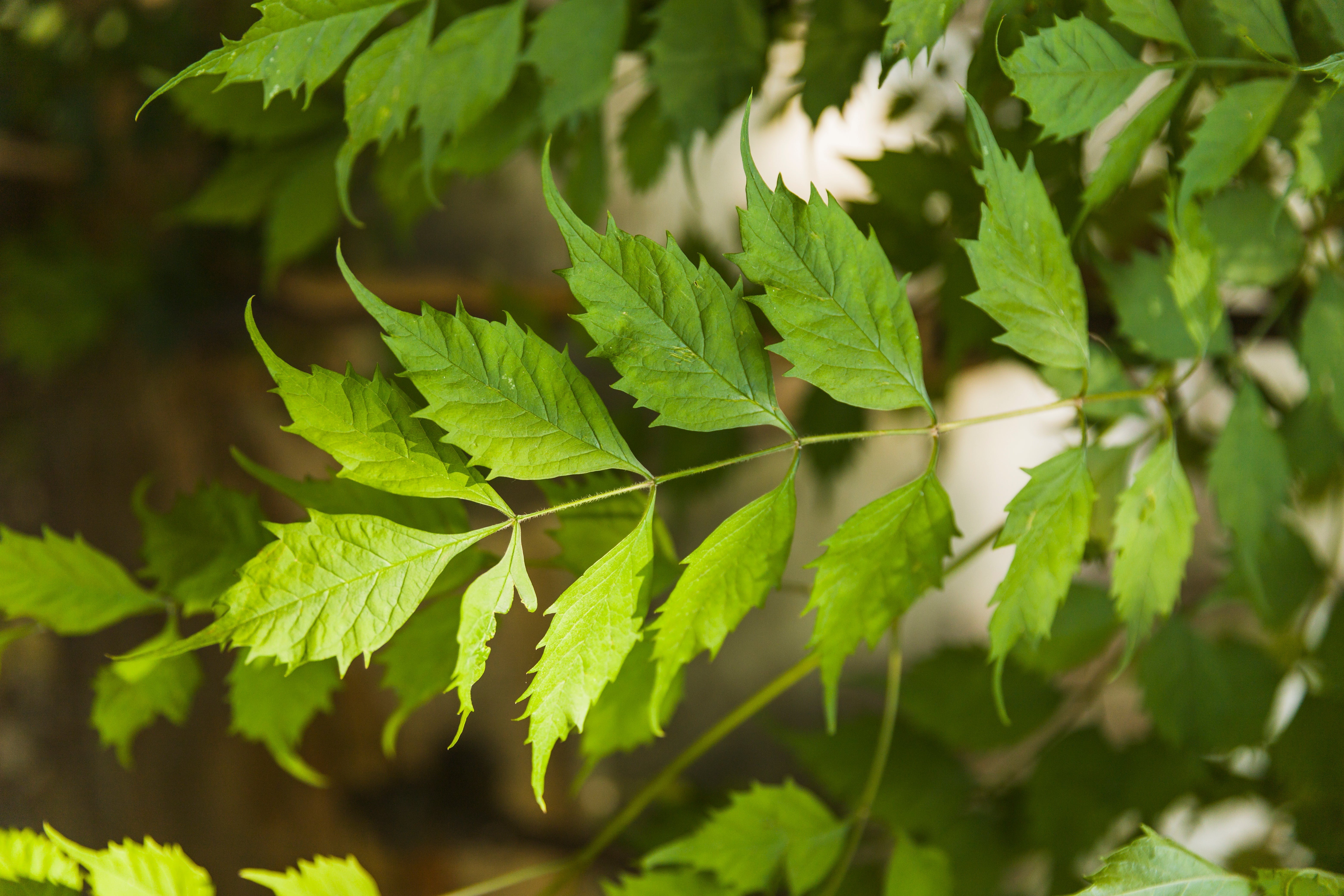 10 Amazing Health Benefits of Neem Extract